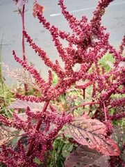 Amaranthus cruentus