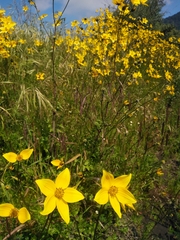 Bidens serrulata