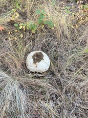 Calvatia booniana