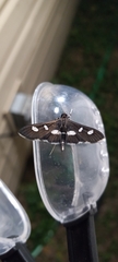 Desmia funeralis