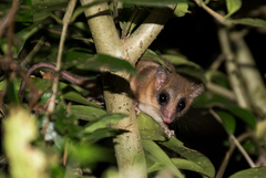 Dromiciops gliroides
