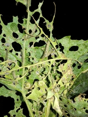 Evergestis forficalis