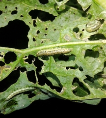 Evergestis forficalis