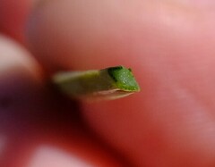 Xanthorrhoea drummondii