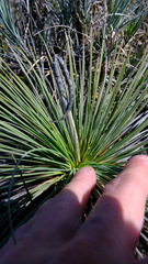 Xanthorrhoea drummondii