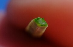 Xanthorrhoea drummondii