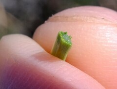 Xanthorrhoea drummondii