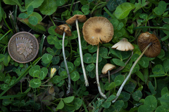 Conocybe cyanopus