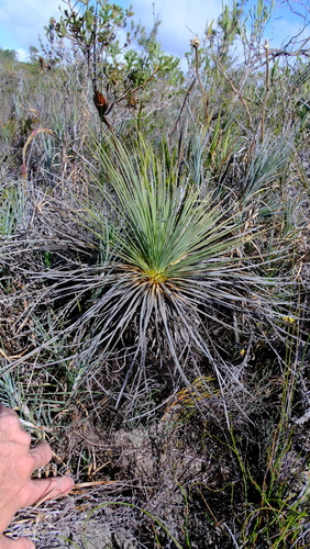 Image of Xanthorrhoea drummondii by (c) Peter Crowcroft, some rights reserved (CC BY)