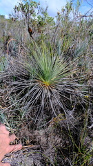 Xanthorrhoea drummondii