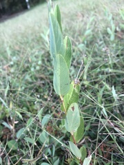 Alysicarpus ovalifolius