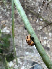 Hippodamia convergens