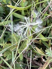 Pyrrhopappus carolinianus
