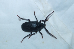 Prionus laticollis