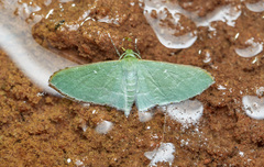 Lepidoptera