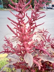 Amaranthus cruentus