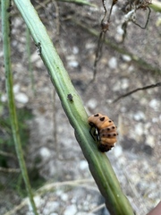 Hippodamia convergens