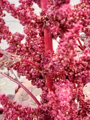 Amaranthus cruentus