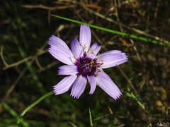 Catananche caerulea