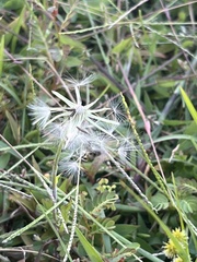 Pyrrhopappus carolinianus