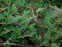 Pleopeltis thyssanolepis