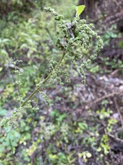 Urtica dioica
