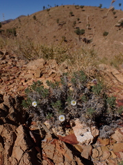 Ixiochlamys cuneifolia