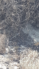 Sceloporus zosteromus