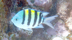 Abudefduf vaigiensis