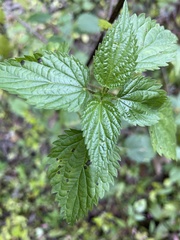 Urtica dioica