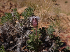 Ixiochlamys cuneifolia