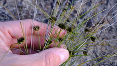 Schoenus curvifolius