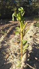 Phytolacca
