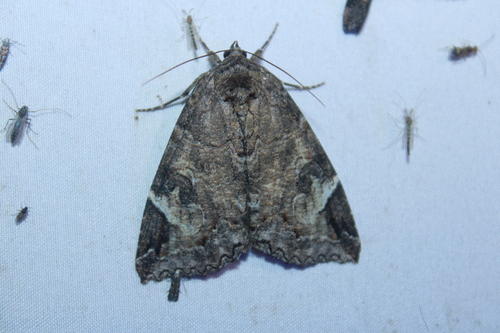 Locust Underwing photo 4