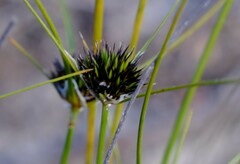 Schoenus curvifolius