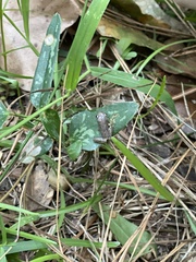 Hyla chrysoscelis