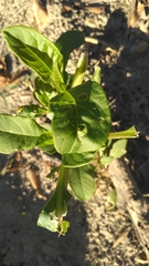 Phytolacca