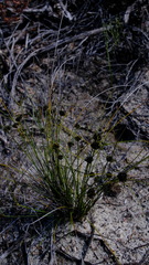 Schoenus curvifolius