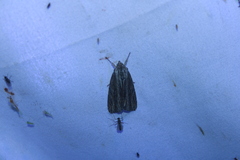 Acronicta lithospila
