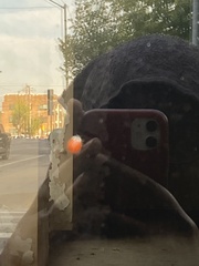 Coccinellinae