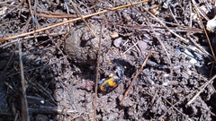 Nicrophorus mexicanus