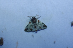 Harrisimemna trisignata