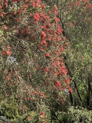 Melaleuca