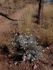 Anemocarpa saxatilis