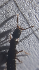 Xantholinus