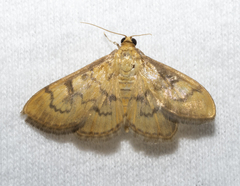 Psara dryalis