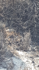 Sceloporus zosteromus