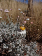 Anemocarpa saxatilis