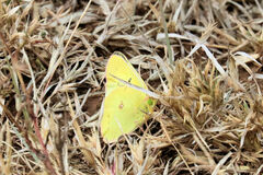 Colias eurytheme