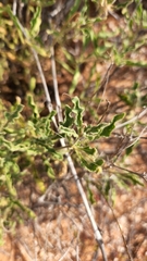 Chamaesaracha sordida